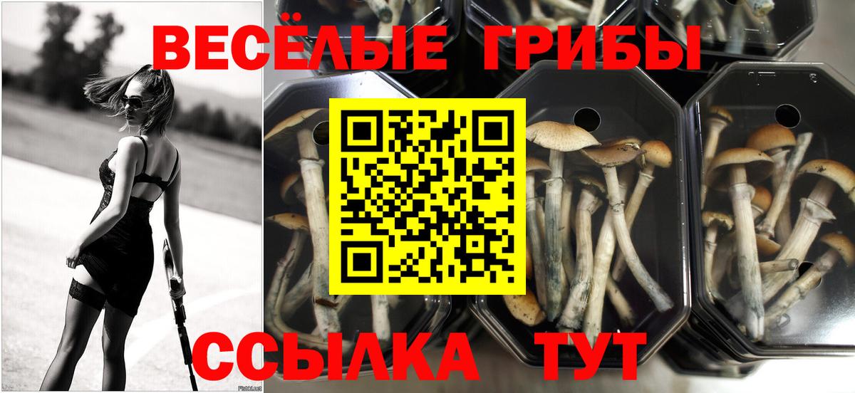 Галлюциногенные грибы MAGIC MUSHROOMS  Галлюциногенные грибы Cubensis  Ижевск  Вход с VPN 